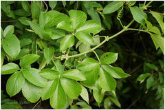 Cyphostemma auriculatum